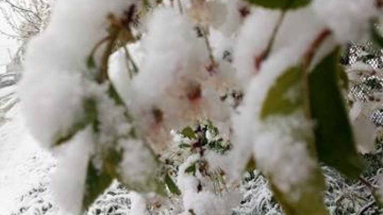 Tulips, spring blooms UNPROTECTED from latest April snow (PHOTO)