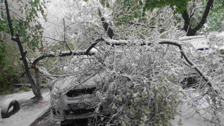 On street from sector Botanica car is crushed by trees