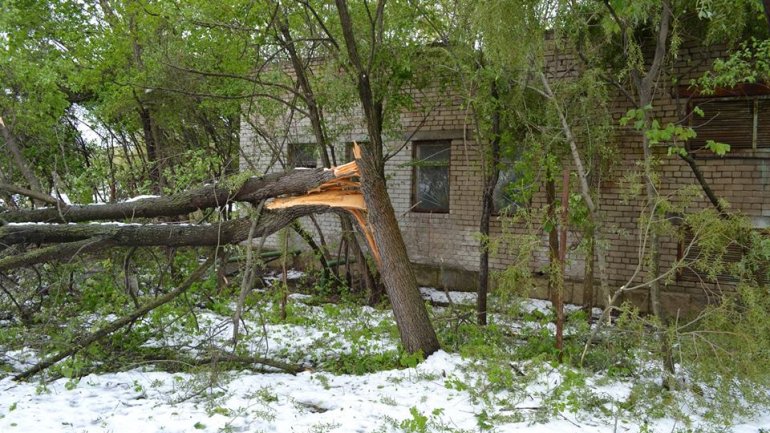 Moldova after blizzard: Fallen trees, frozen flowers and broken branches (PHOTO)