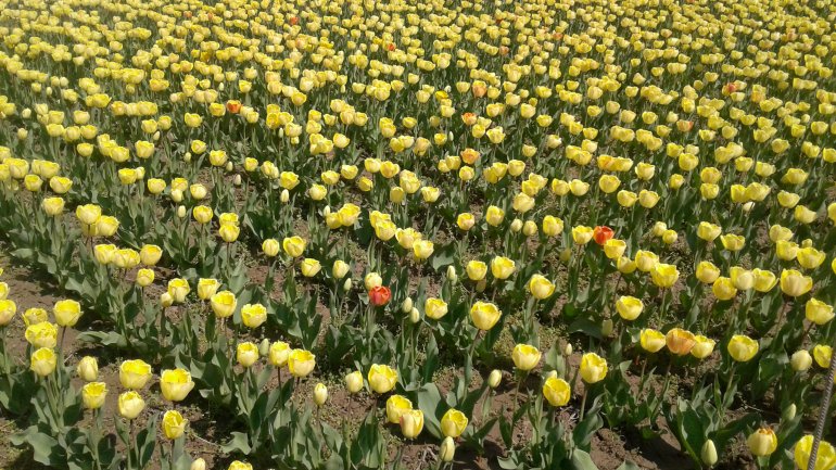 Immerse yourself in the colors of romance at the TULIPS PARADISE in Moldova (PHOTOREPORT)