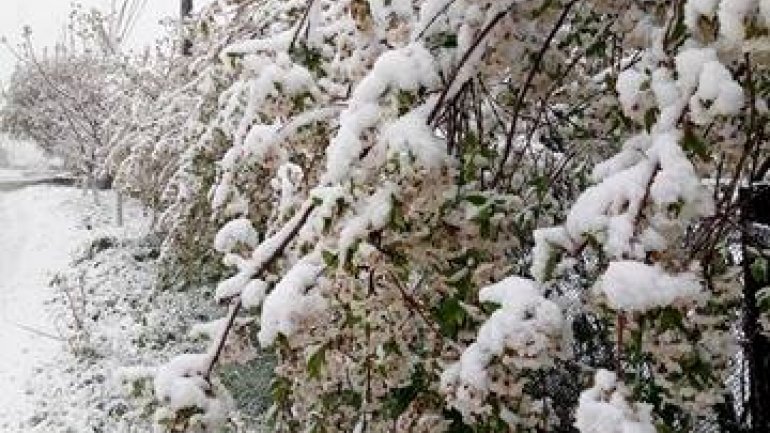 Tulips, spring blooms UNPROTECTED from latest April snow (PHOTO)