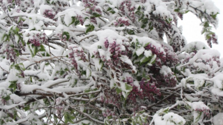 April snow causes HAVOC in Moldova (PHOTO/VIDEO)