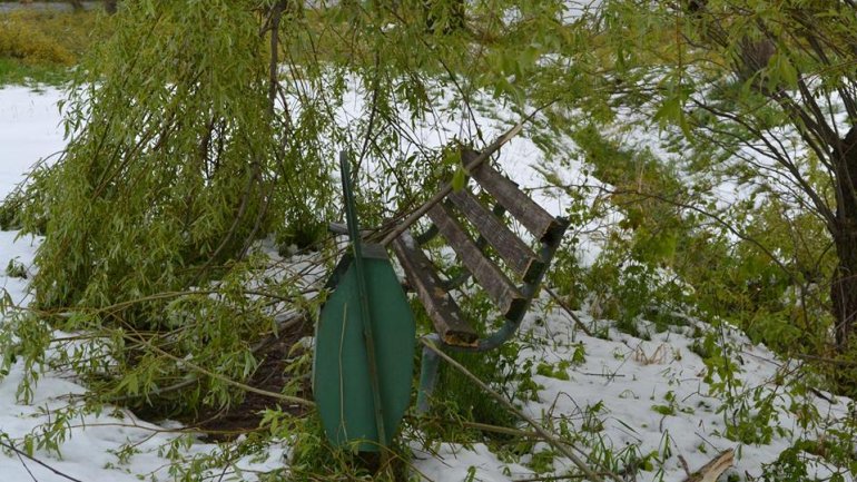 Moldova after blizzard: Fallen trees, frozen flowers and broken branches (PHOTO)