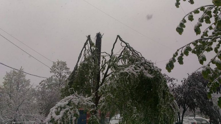 April snow causes HAVOC in Moldova (PHOTO/VIDEO)