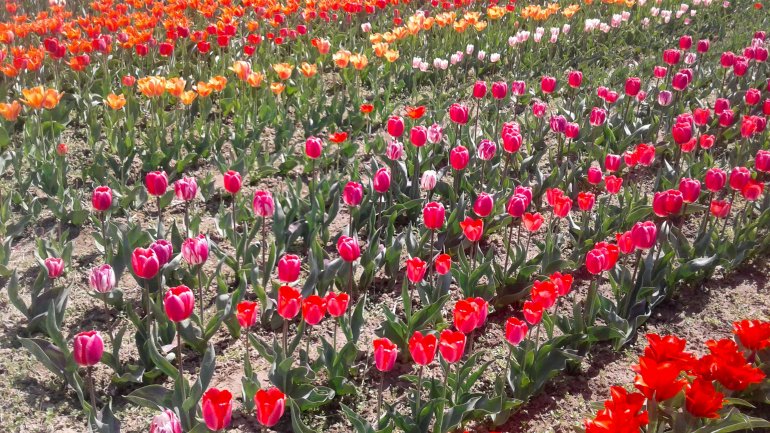 Immerse yourself in the colors of romance at the TULIPS PARADISE in Moldova (PHOTOREPORT)