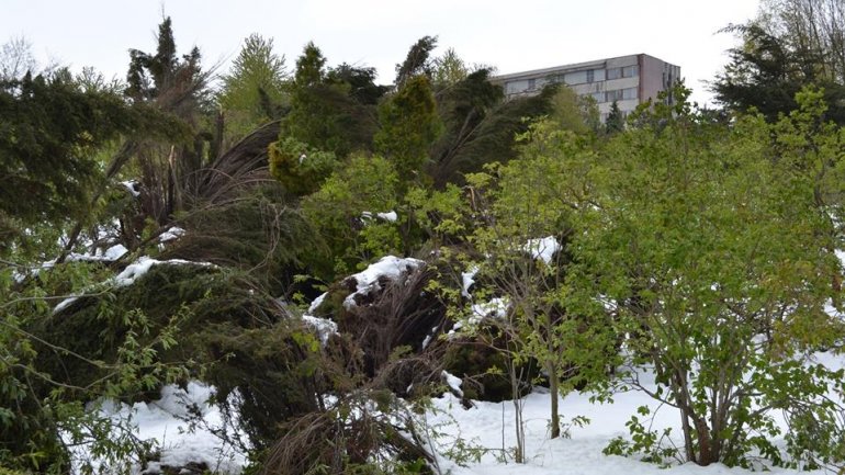 Moldova after blizzard: Fallen trees, frozen flowers and broken branches (PHOTO)