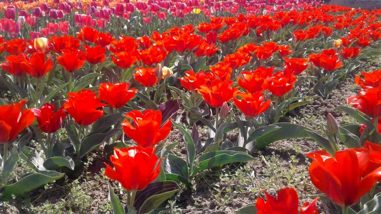 Immerse yourself in the colors of romance at the TULIPS PARADISE in Moldova (PHOTOREPORT)