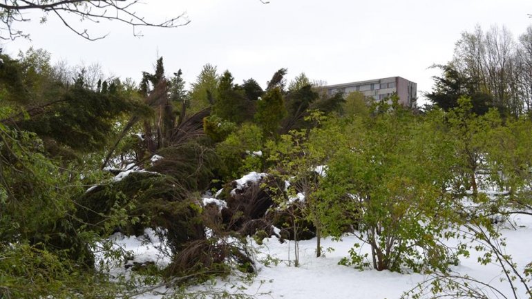 Moldova after blizzard: Fallen trees, frozen flowers and broken branches (PHOTO)