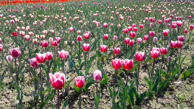 Immerse yourself in the colors of romance at the TULIPS PARADISE in Moldova (PHOTOREPORT)