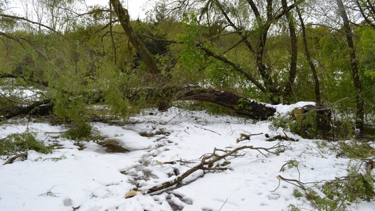 Moldova after blizzard: Fallen trees, frozen flowers and broken branches (PHOTO)