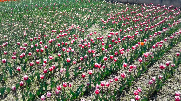 Immerse yourself in the colors of romance at the TULIPS PARADISE in Moldova (PHOTOREPORT)