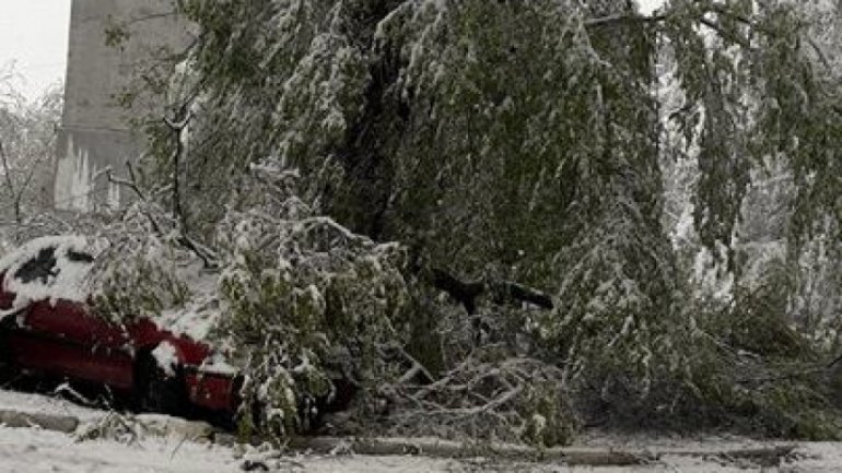 Chișinău - more and more collapsed trees. Readers sent images 