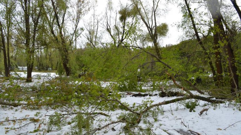 Moldova after blizzard: Fallen trees, frozen flowers and broken branches (PHOTO)