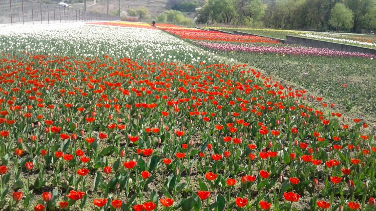 Immerse yourself in the colors of romance at the TULIPS PARADISE in Moldova (PHOTOREPORT)