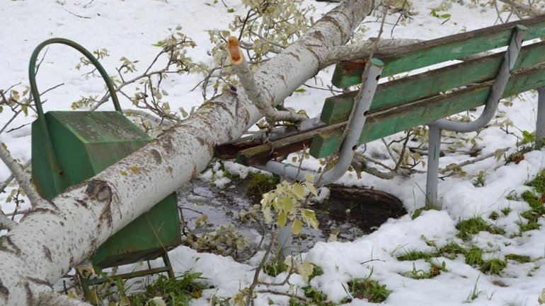 Moldova after blizzard: Fallen trees, frozen flowers and broken branches (PHOTO)