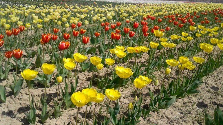 Immerse yourself in the colors of romance at the TULIPS PARADISE in Moldova (PHOTOREPORT)