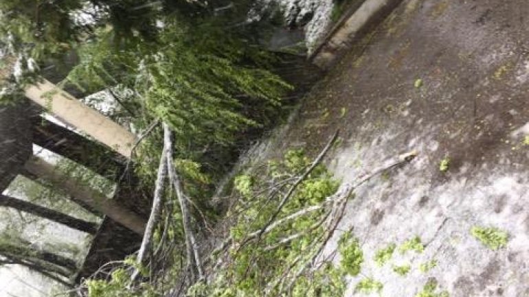 April snow causes HAVOC in Moldova (PHOTO/VIDEO)