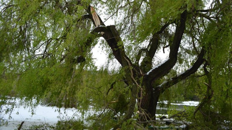 Moldova after blizzard: Fallen trees, frozen flowers and broken branches (PHOTO)