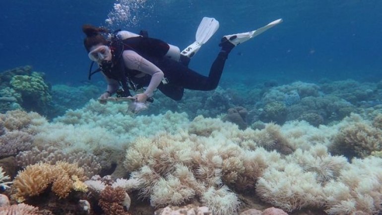 Great Barrier Reef: Two-thirds damaged in unprecedented bleaching