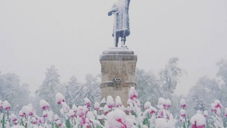 Tulips, spring blooms UNPROTECTED from latest April snow (PHOTO)