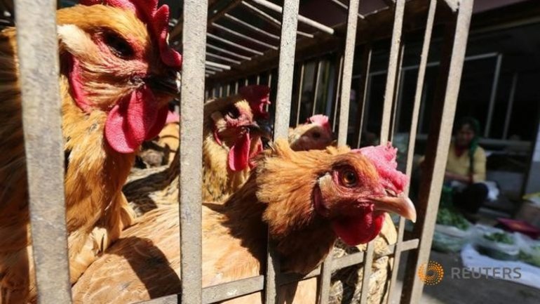 China reports six new bird flu cases, one death