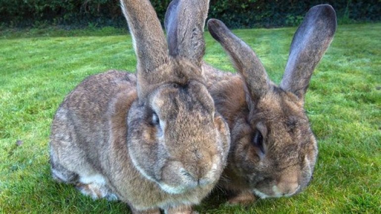 United Airlines investigates giant bunny death