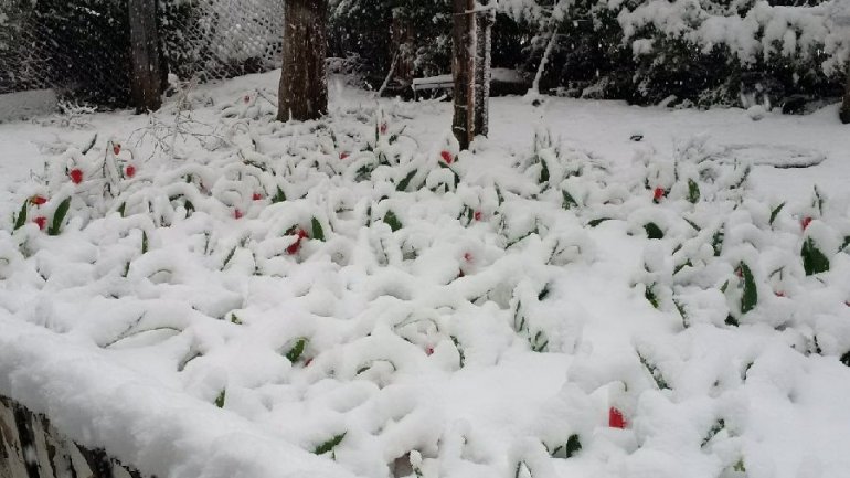 Tulips, spring blooms UNPROTECTED from latest April snow (PHOTO)