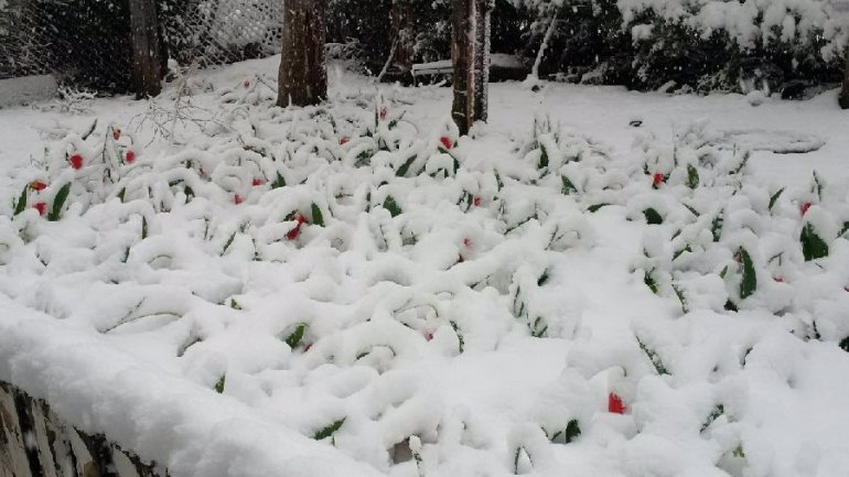 April snow causes HAVOC in Moldova (PHOTO/VIDEO)