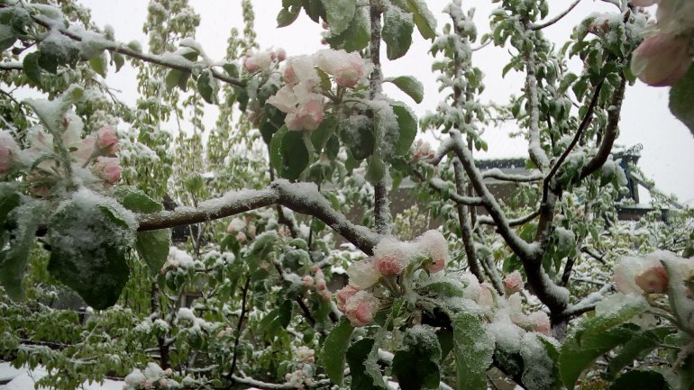 Ministry of Agriculture sticks on insignificant damage caused by blizzard