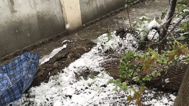 Tulips, spring blooms UNPROTECTED from latest April snow (PHOTO)