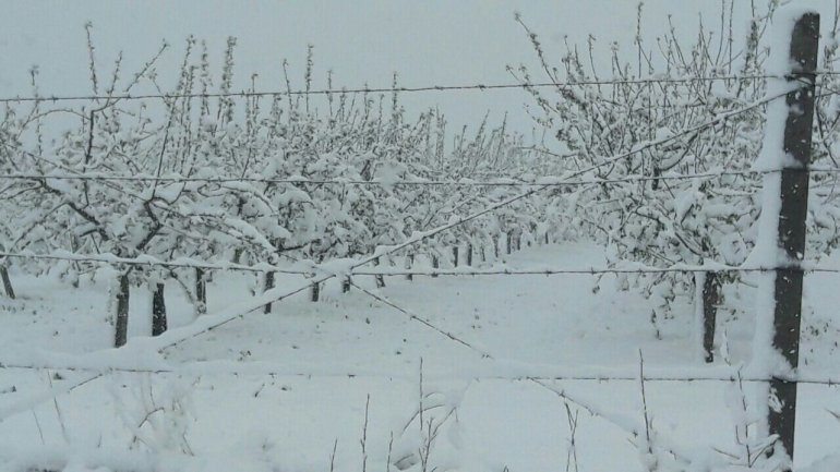 Tulips, spring blooms UNPROTECTED from latest April snow (PHOTO)