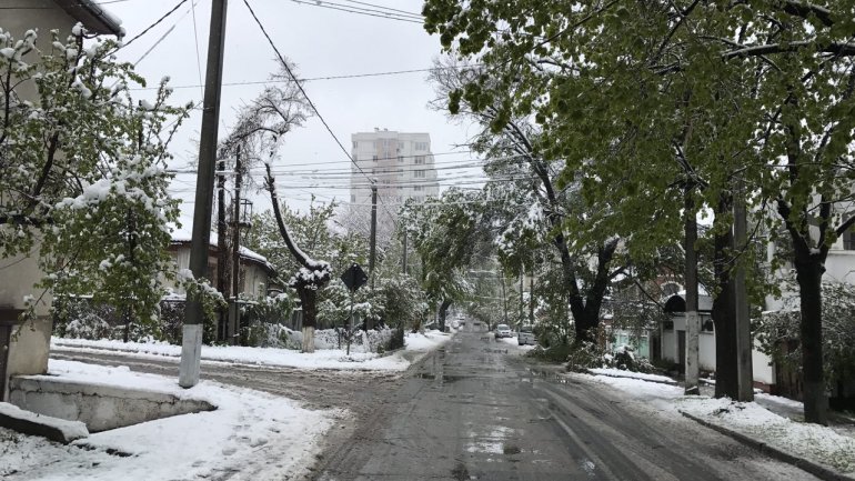 Tulips, spring blooms UNPROTECTED from latest April snow (PHOTO)