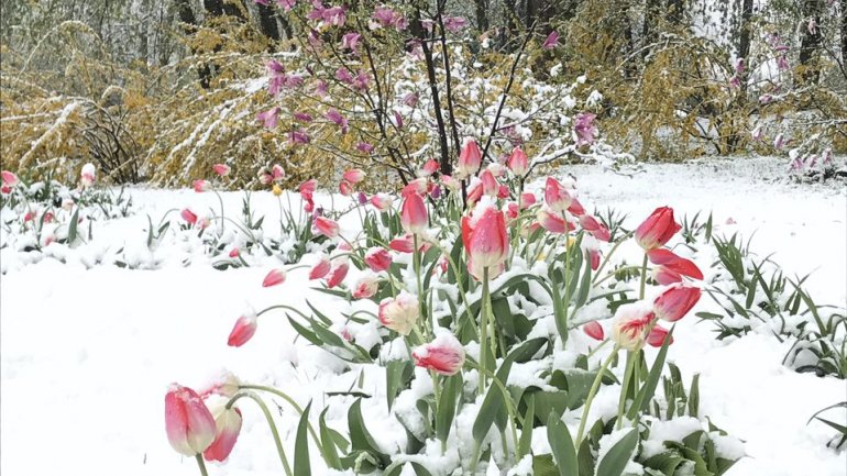 Tulips, spring blooms UNPROTECTED from latest April snow (PHOTO)