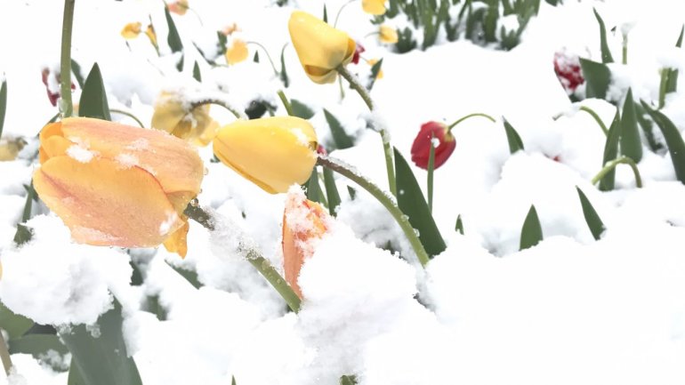 Tulips, spring blooms UNPROTECTED from latest April snow (PHOTO)