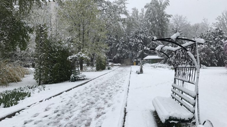 Tulips, spring blooms UNPROTECTED from latest April snow (PHOTO)