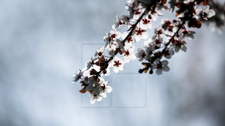 Weather Forecast in Moldova. April 18th, 2017