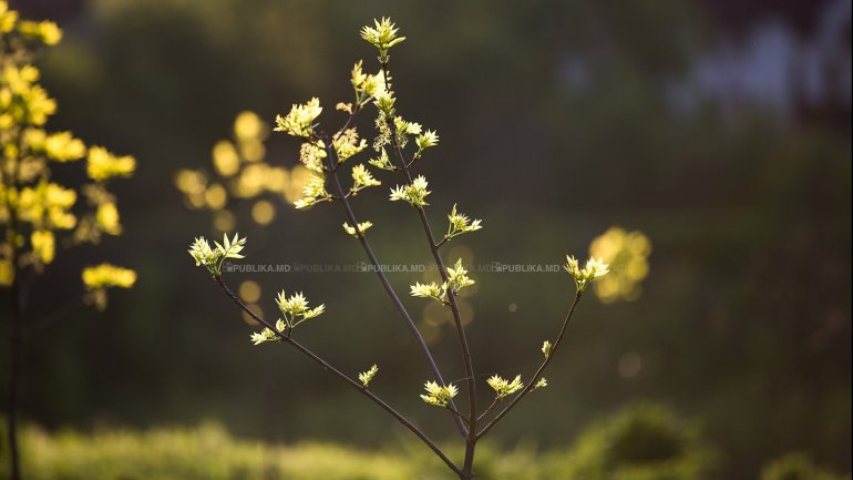 Spring to return to Moldova. Weather Forecast for coming days 