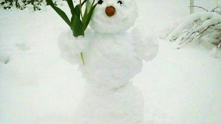 Tulips, spring blooms UNPROTECTED from latest April snow (PHOTO)