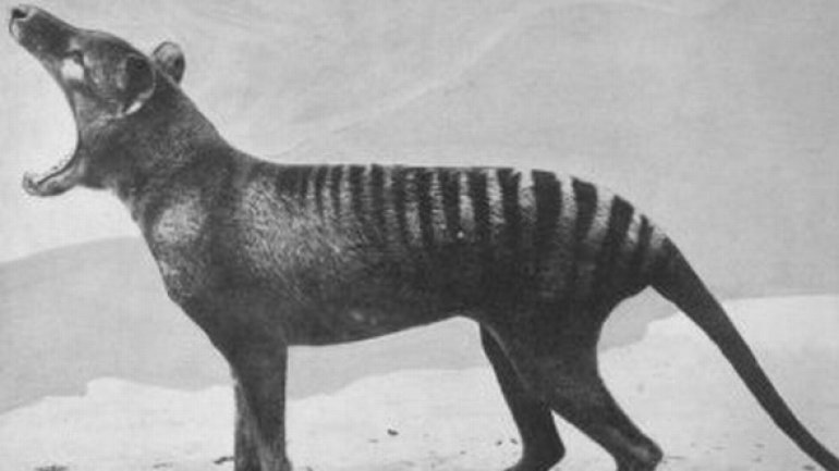 More reports about seeing Tasmanian Tiger in Australia