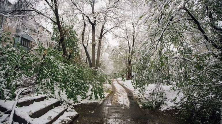 Moldova after blizzard: Fallen trees, frozen flowers and broken branches (PHOTO)