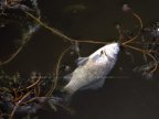 Environment disaster in Balti! Fish rot on lake shores