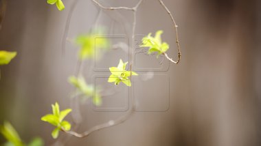 WEATHER FORECAST in Moldova for May 3, 2017