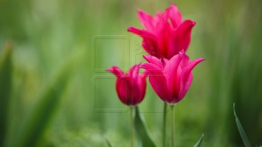 WEATHER FORECAST for coming days in Moldova