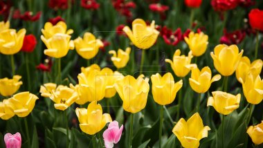 Weather forecast in Moldova for May 16, 2018