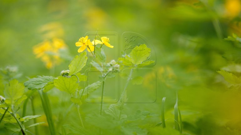 WEATHER FORECAST in Moldova for May 5, 2017