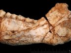 Oldest fossils of Homo Sapiens found in Morocco change history of our species