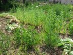 Thousands of poppy plants, discovered by police officers in the household of a man