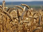 Transnistrian region authorities intend to license grain, oil and technical crop exports 