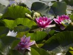 Water lilies, a blooming success in Bardar village (PHOTO)