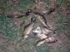 Fishermen caught red-handed poaching in Dniester river (PHOTO)